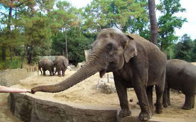 elephant Zoo de la Palmyre