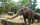 elephant Zoo de la Palmyre