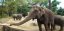 elephant Zoo de la Palmyre